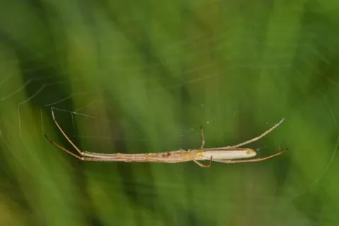 Longjawed Orbweaver Foto stock