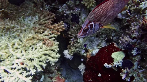 Longjawed squirrelfish Stock Footage 280062877