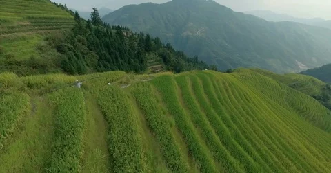 The Longji Rice Terraces Stock-Footage 70487266