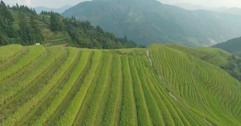 The Longji Rice Terraces Stock Footage 70489277