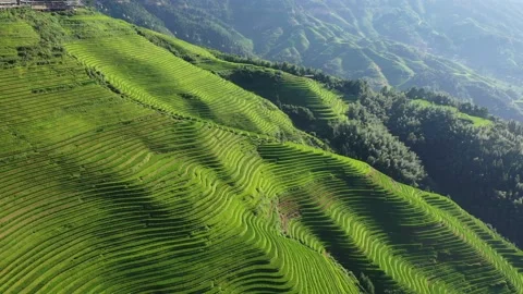 Longji Rice Terraces Stock Footage 170049276