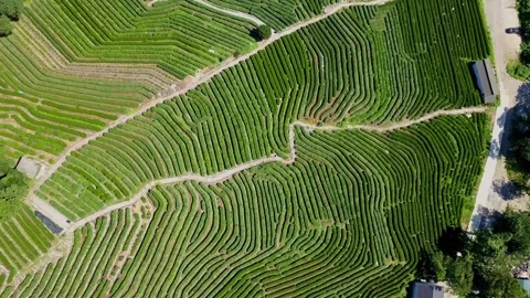 Longjing Tea Fields aerial drone top view of terrace plantation 스톡 동영상 346153892