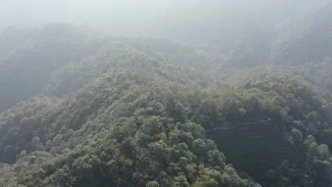 Longjing tea garden in hangzhou china Stock Footage 167332653