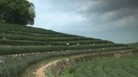 Longjing tea picking Stock-Footage 20631022