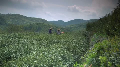 Longjing tea picking Stock-Footage 20631349