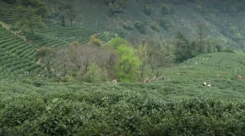 Longjing tea picking Stock-Footage 20632137