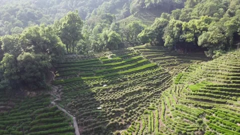 Longjing Tea Terrace 6 Stock Footage 303686260