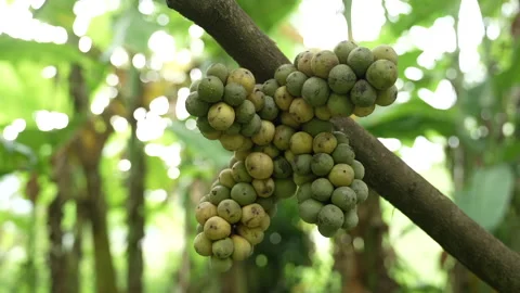Longkong Exotic Thai Fruit Stock Footage 289763030