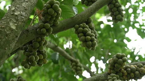 Longkong Exotic Thai Fruit Stock Footage 289763076