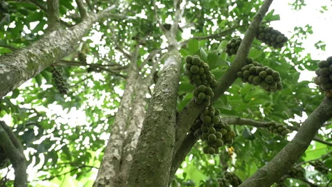 Longkong Exotic Thai Fruit Stock Footage 289763080