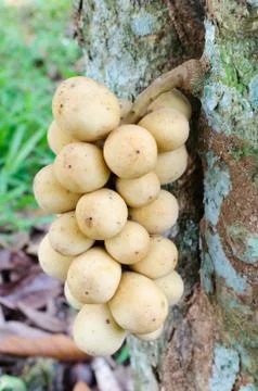 Longkong fruit Stock Photos