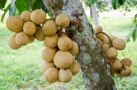 Longkong fruit Stock Photos