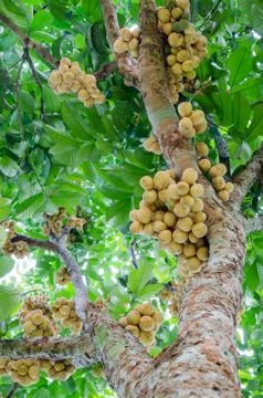 Longkong fruit Stock Photos