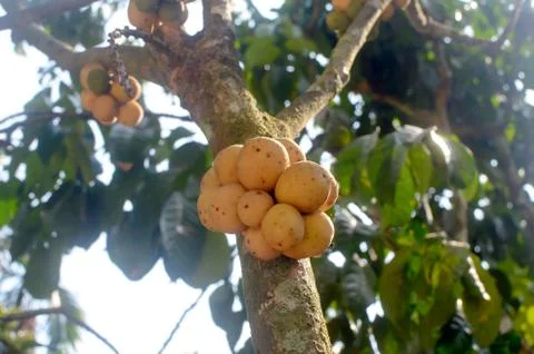 Longkong (langsat) on the tree Stock Photos