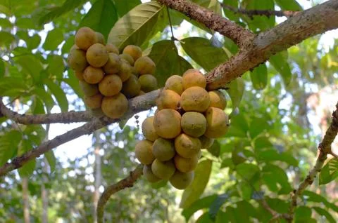 Longkong (langsat) on the tree Stock Photos