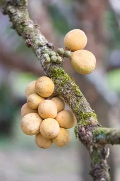 Longkong on a tree Stock Photos