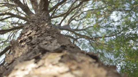 Longleaf Pine Stock Footage 45841876