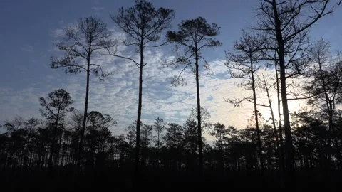 Longleaf Pine forest, dawn, Florida, USA Stock Footage 287039107
