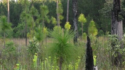 Longleaf Pine forest, with nursery of saplings, SE USA Stock Footage 196813354