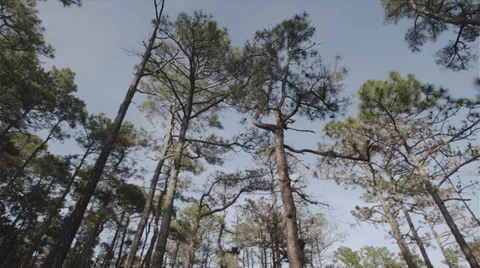 Longleaf Pine Habitat Pan 4K Stock Footage 39221896