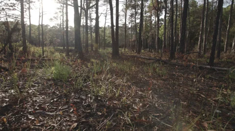 Longleaf Pine Habitat Slider Shot 4K Stock Footage 39220170
