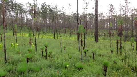 Longleaf Pine Nursery (Pinus palustris), SE USA Stock Footage 75526466