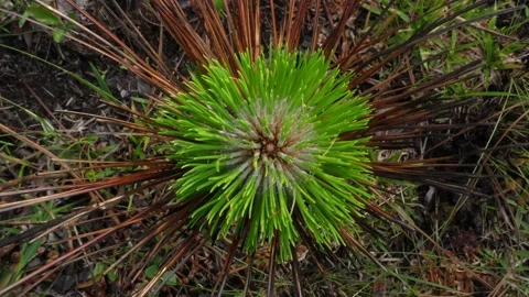 Longleaf Pine sapling, Longleaf pine savanna nursery, SE USA Stock Footage 196813353