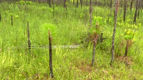 Longleaf pine sapling, seepage bog with carnivorous Pitcher plants, Florida, USA Stock Footage 281452585