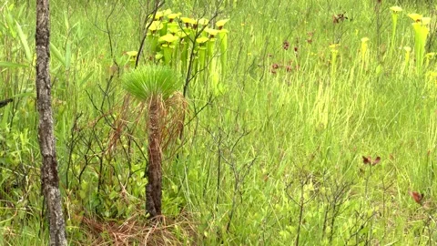 Longleaf pine sapling, seepage bog with carnivorous Pitcher plants, Florida, USA Stock Footage 281453034