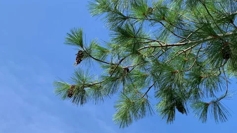 Longleaf pine tree branches blow gently Stock-Footage 166592475