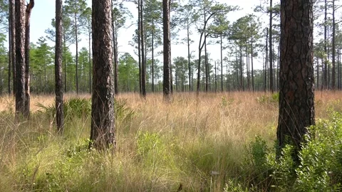 Longleaf Pine Wiregrass ecosystem, Apalachicola National Forest, Florida Vidéo 275712770