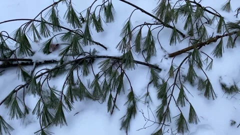 Longleaf Pines in Snow Stock Footage 286394399