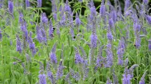Longleaf speedwell (Pseudolysimachion longifolium syn. Veronica longifolia) and Stock Footage 14830876