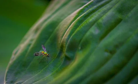 Longlegged Fly on a leaf Stock Photos