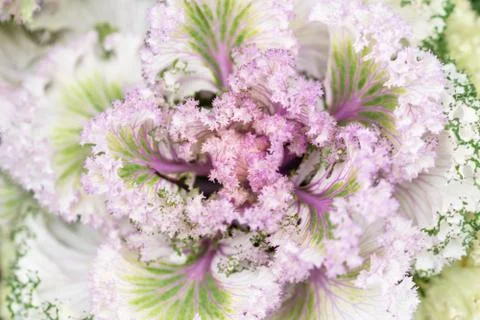 Longlived Cabbage Vegetable Background Macro Stock Photos