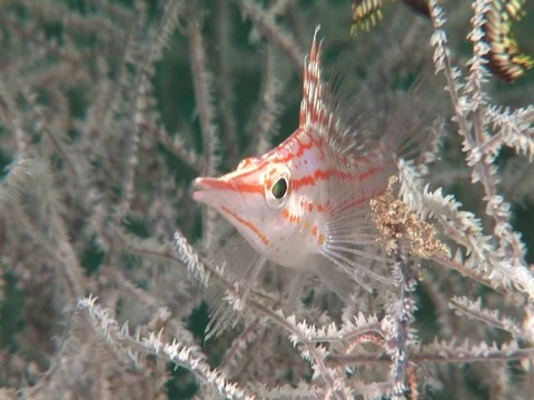 Longnose Hawkfish Stock Footage 98669912