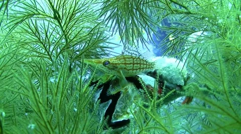 Longnose hawkfish - oxycirrhites typus Stock Footage 63745277