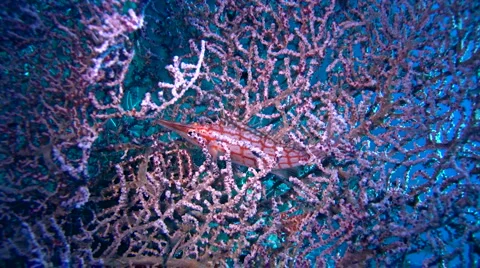 Longnose hawkfish (Oxycirrhites typus) inside fan 스톡 동영상 6736564
