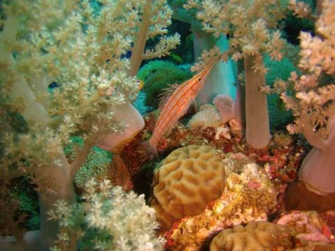 Longnose hawkfish Stock Photos