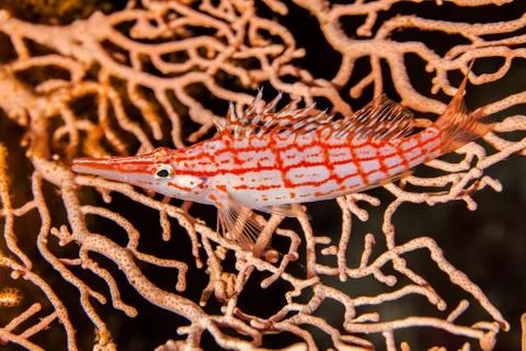 Longnose Hawkfish Foto stock