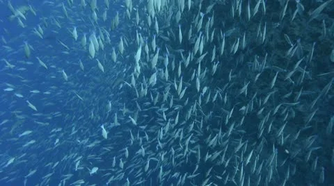 Longnose parrot fish large school Stock Footage 9355374