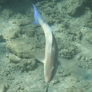 Longnose parrotfish seen while scuba diving in the Red Sea  Stock Photos
