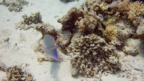 A Longnose Parrotfish swims above the sandy ocean ground in the Red Sea Video stock 249241946