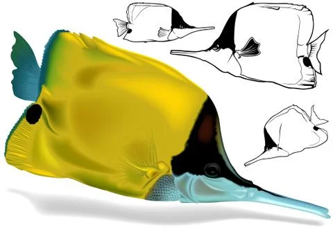 Longnosed Butterflyfish Set Stock Illustration