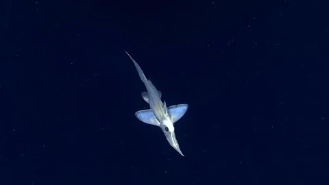 Longnosed Chimaera Stock Footage 113217112