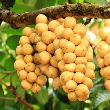 Longong Stock Photos