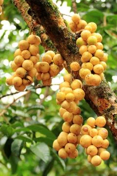 Longong tree Stock Photos