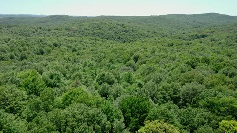 Longoz forests with dense trees, aerial view, Turkey Stock Footage 201085186