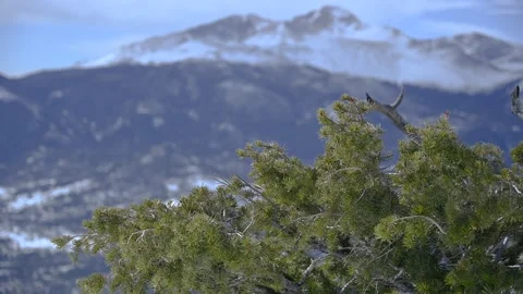 Longs Peak and Trees Background Stock Footage 151057481