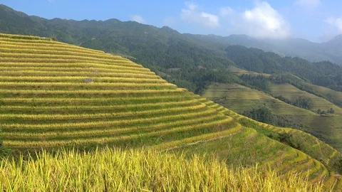 Longsheng (Longji) Rice Terraces Fields at Dazhai. Guangxi, China. Stock Footage 92611919
